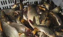 鲤鱼养殖爆料怎么做的视频,视频教程，轻松掌握养殖技巧